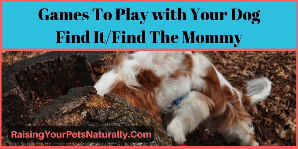 Learn fun and easy games to play with your dog. Find it, find the person.