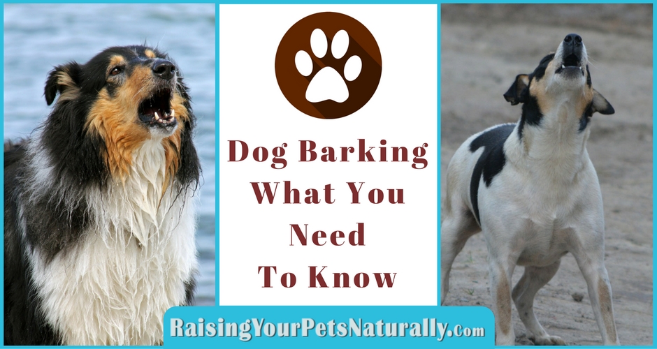 How to Stop a Dog from Barking. Learn How to Train a Dog Not to Bark. Why Do Dogs Bark? #raisingyourpetsnaturally