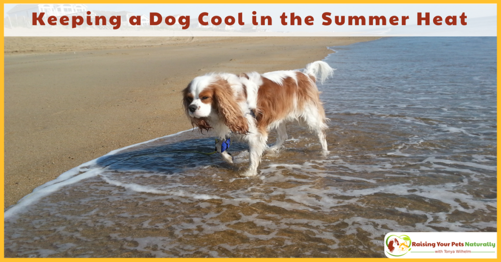Learn how to keep a dog cool ans safe during the summer heat. Summer safety tips for dogs and avoiding dog heat stroke. #raisingyourpetsnaturally