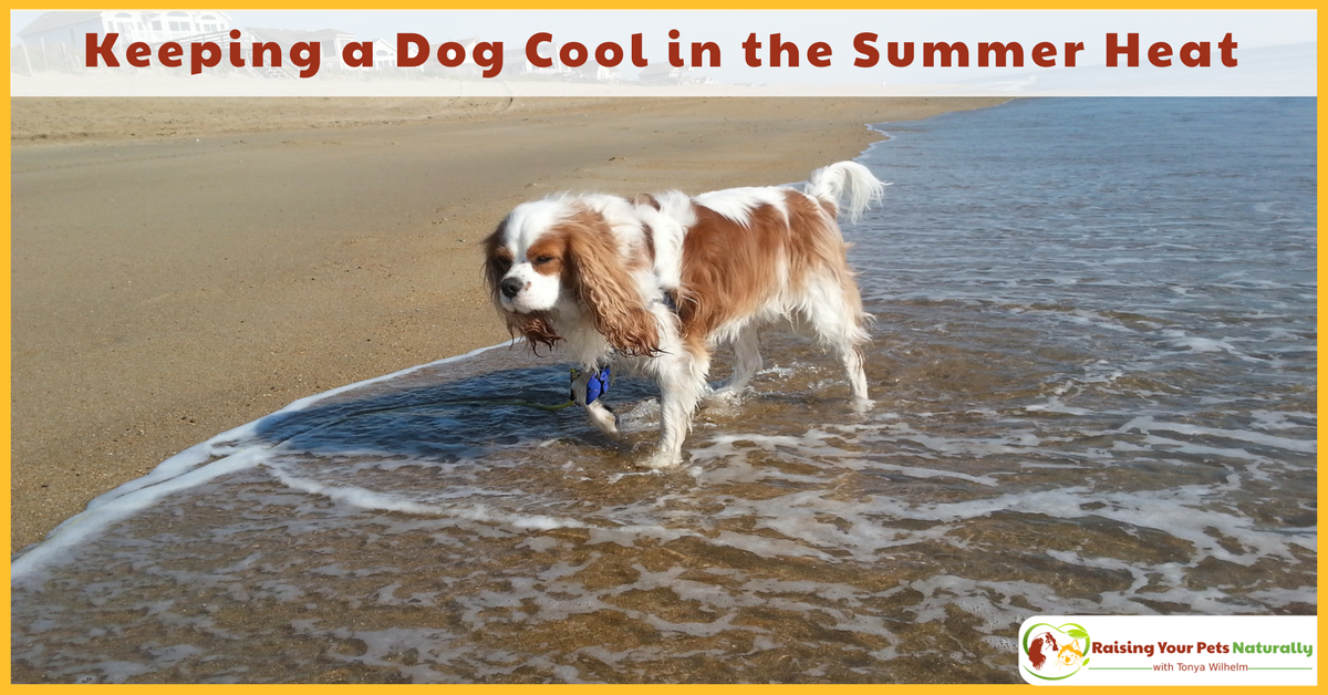 Learn how to keep a dog cool and safe during the summer heat. Summer safety tips for dogs and avoiding dog heat stroke. #raisingyourpetsnaturally