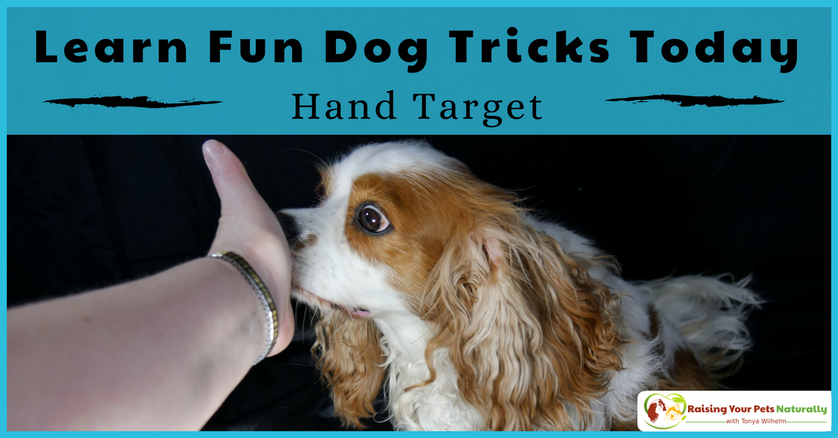 Tricks to teach your dog. How to teach a dog to hand target. This fun dog trick has many practical uses. Learn why it's one of my favorites. Bonus Video. #raisingyourpetsnaturally #dogtricks #cooldogtricks #easydogtricks #handtarget #teachadogtricks