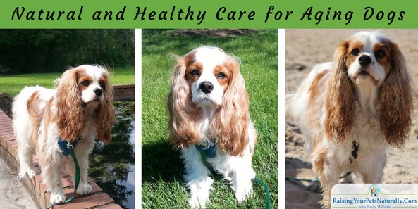 Natural and Healthy Care for Aging Dogs. At what age is a dog considered a senior? Do I need to adjust my routines and activities with Dexter as he approaches his senior years? A great way to start preventive care is by scheduling semi-annual wellness exams with your veterinarian. This allows your veterinarian to exam your dog for any unusual bumps, heart concerns, hearing, eye function and many other medical issues that most dog parents cannot detect. Your veterinarian may also recommend blood work to check, and then monitor, your dog’s organ functions; having a baseline is important to detect any changes as your dog ages. For Dexter, we are already on this track (actually quarterly) because he is on daily medications for a medical condition.