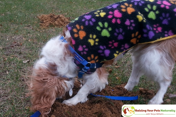 Non-Poisonous Plants and Flowers for Dogs. The following tips and ideas can be easily implemented in your yard so your shared time outside will be a truly divine experience for your dog and your family. #raisingyourpetsnaturally 