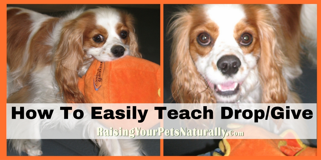 How to Teach a Dog to Drop it. Learn how to teach a dog to drop it in these simple positive dog training steps. #raisingyourpetsnaturally