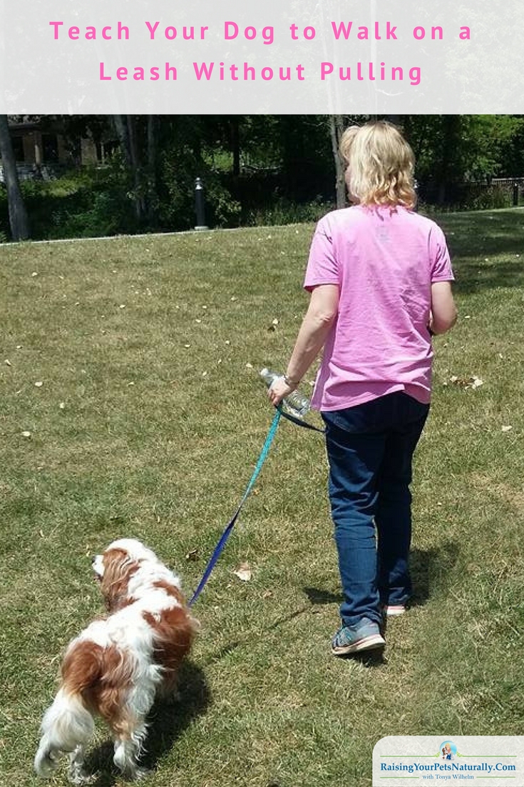 Learn how to teach your dog to walk politely on a leash without pulling and without pain. #raisingyourpetsnaturally #dogtraining #positivedogtraining #naturaldogtraining #dogwalking #dogtrainingtips #walkingthedog #walkingadog