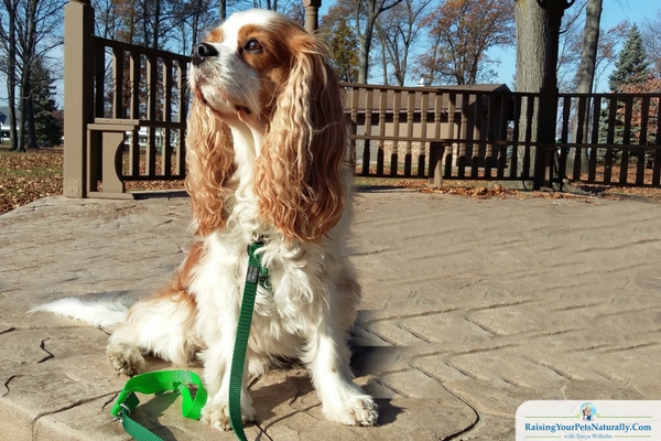 How to Teach Your Dog to Walk on a Leash and to Stop Dog From Pulling on Leash