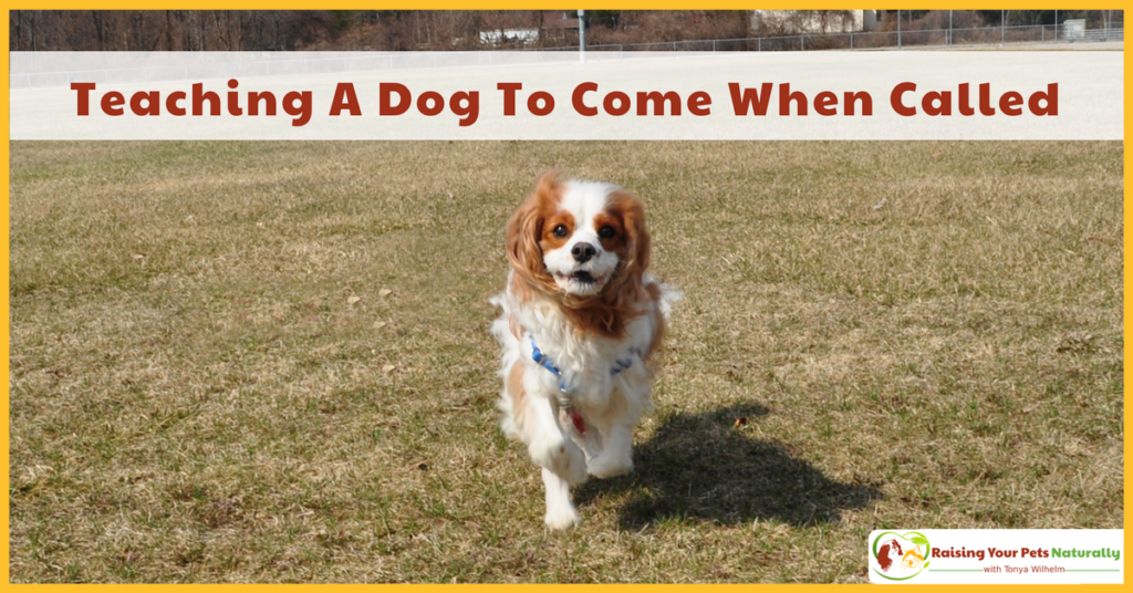 How to train a dog or puppy to come when called. Learn how to train your dog to come when called today. #raisingyourpetsnaturally