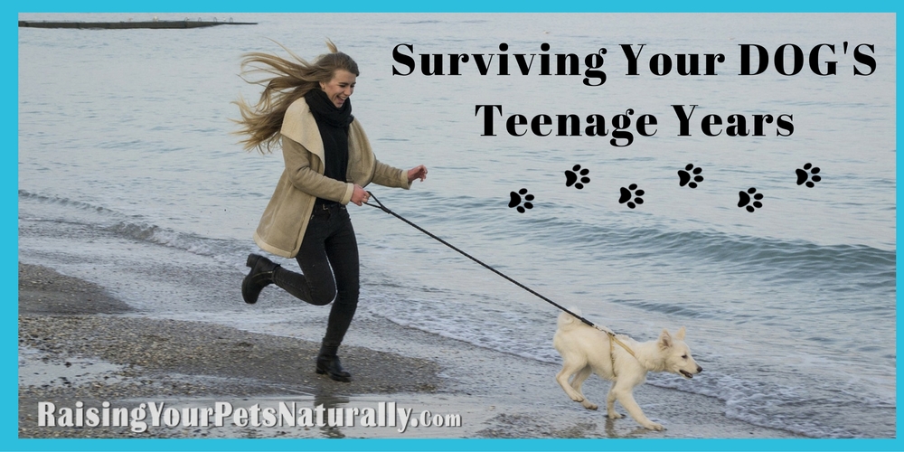 Successful Dog Training During the Teenage Years. Dog behavior training during a dog's adolescent period can be a challenge. Read my best dog training tips today. #raisingyourpetsnaturally
