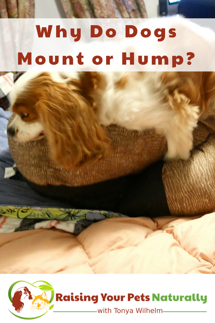 Why do dogs hump? Why do dogs hump people or their toys? Learn some common reasons in today's post. #raisingyourpetsnaturally