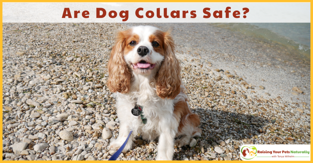Have you ever wondered if walking your dog on a dog collar was safe? Even the best behaved dog may randomly hit the end of his leash. Learn the possibly injuries that can occur. #raisingyourpetsnaturally