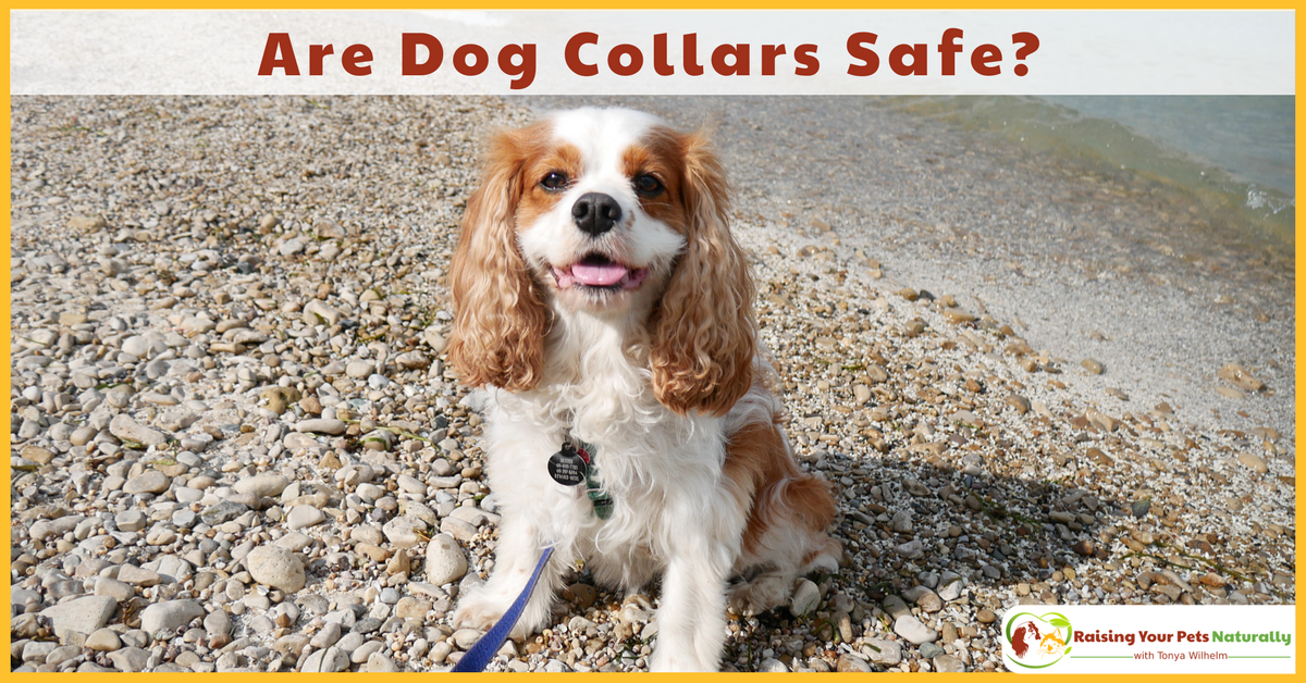 Have you ever wondered if walking your dog on a dog collar was safe? Even the best-behaved dog may randomly hit the end of his leash. Learn the possible injuries that can occur. #raisingyourpetsnaturally