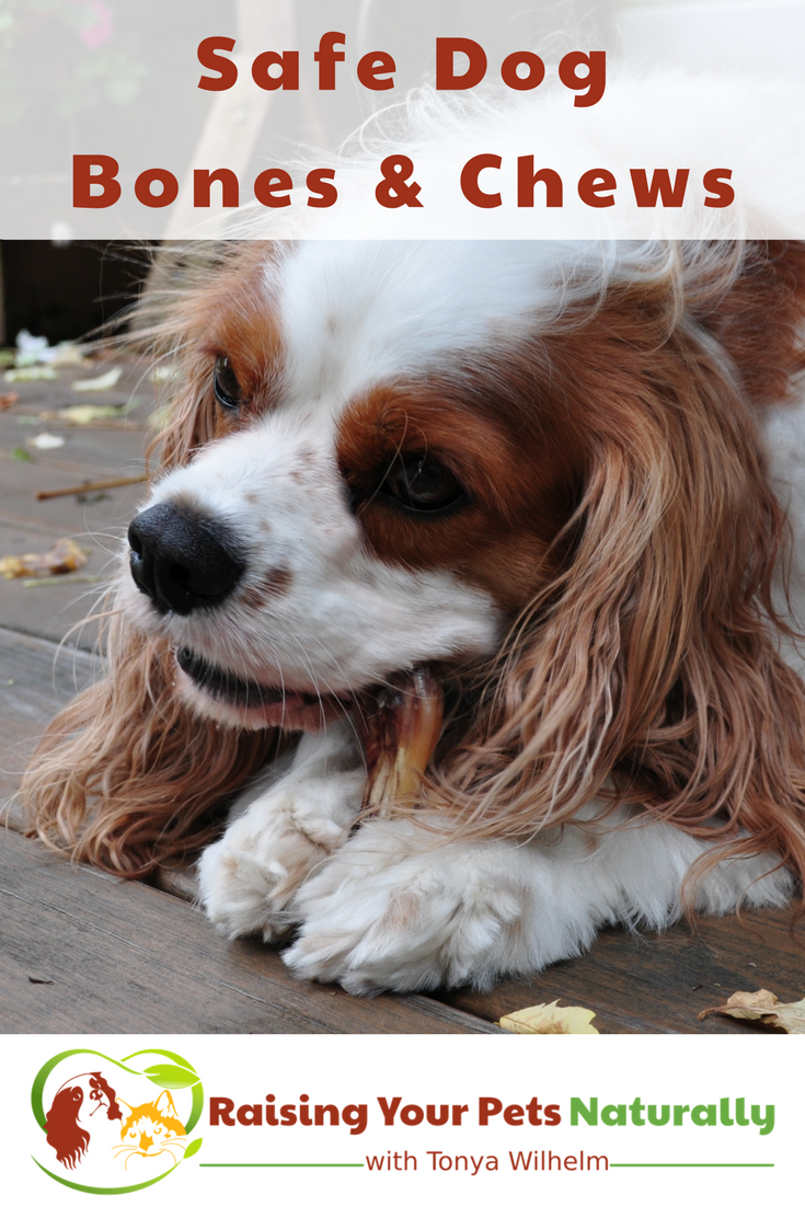 What you need to know about dog bones. Learn how to spot safe and healthy dog chews and bones. #raisingyourpetsnaturally #dogbones #dogchews #healthydogs
