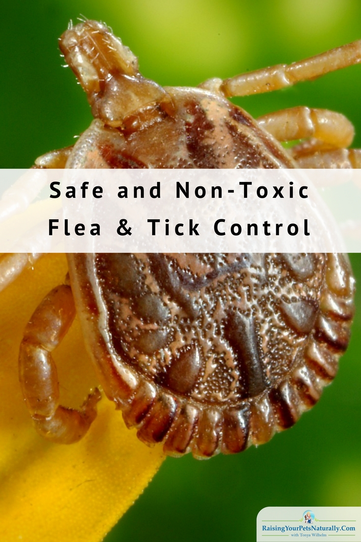 Best Natural Flea and Tick Treatment for Dogs. No need for harsh and potentially fatal flea products, here are some natural solutions. #raisingyourpetsnaturally #naturaltickspray #naturalfleaspray #diytick #diyflea