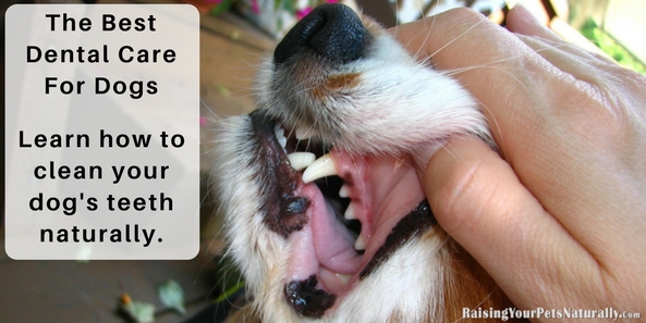 The Best Dental Care For Dogs Learn how to clean your dog's teeth naturally.