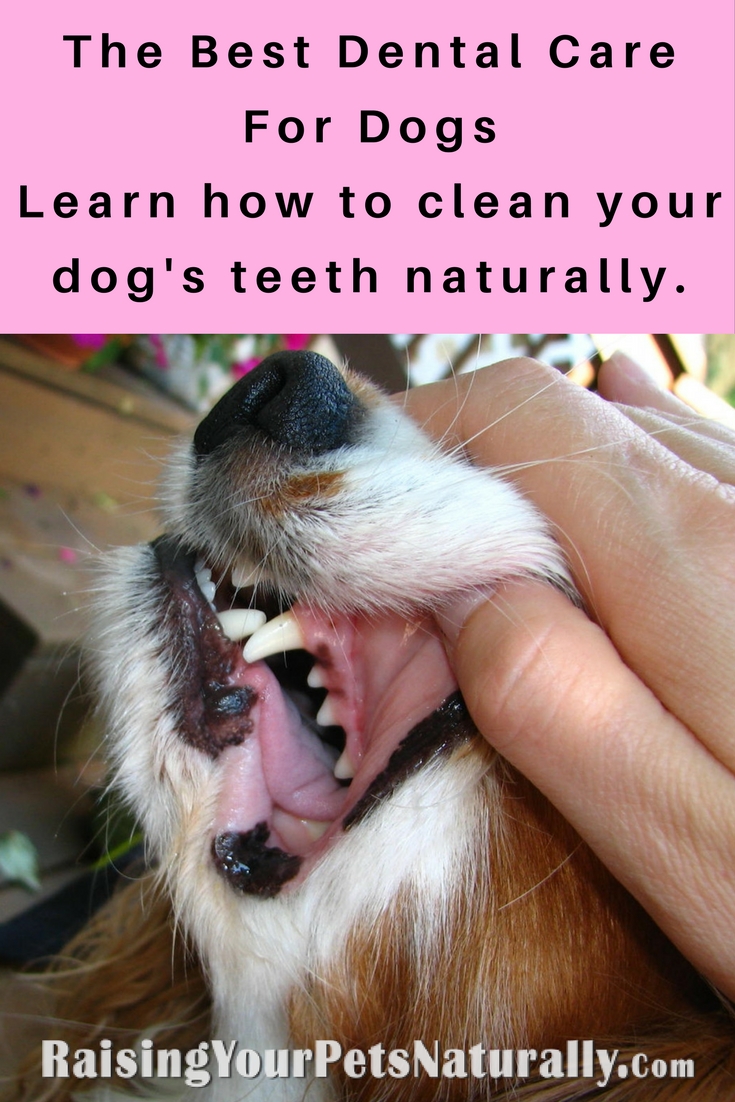 Dental care is so important for us and our pets. Yes, you need to clean your pet's teeth! The problem is most pet dental products contain terrible ingredients. Here are my tips on how to safely care for your dog's teeth. #raisingyourpetsnaturally 