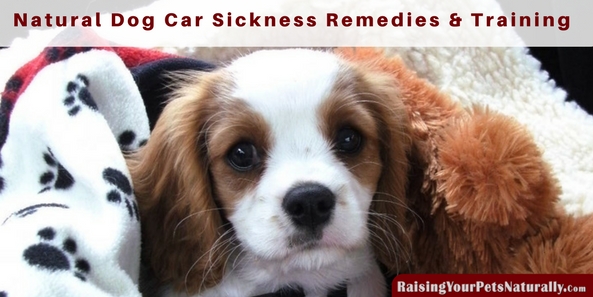 Dog Car Sickness and What you Can Give a Dog for Car Sickness | How to Prevent a Dog from Getting Car Sickness #raisingyourpetsnaturally 