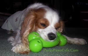 Safe chew toys for dogs