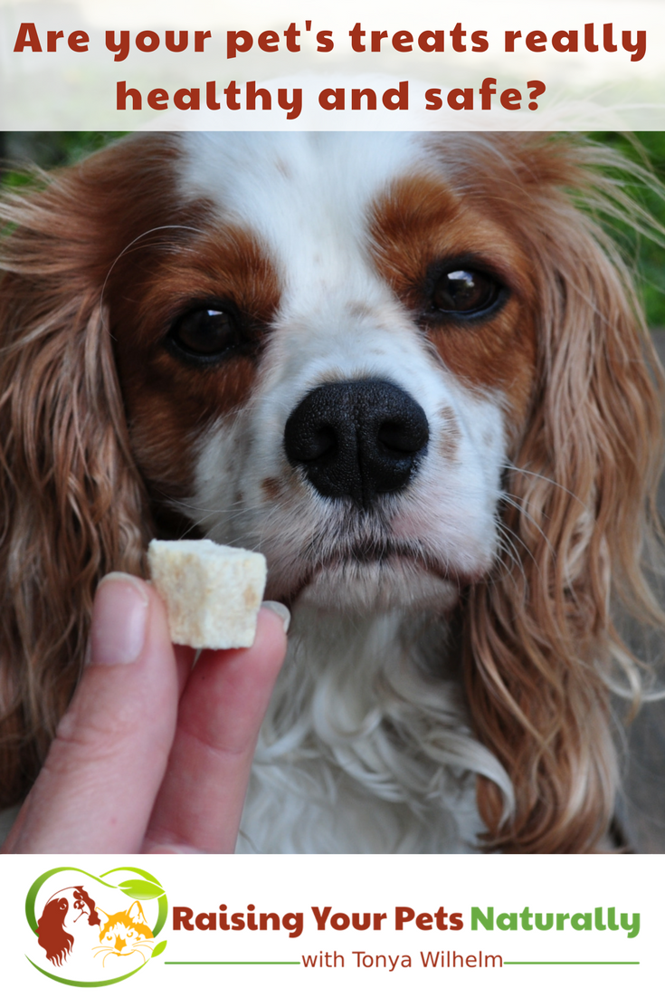 Do you know how to spot healthy dog treats? Are you sure all natural dog treats are healthy? Here are my top tips and 10 items to avoid. #raisingyourpetsnaturally #healthydogtreats #naturaldogcare #dogtreatrecipes #organicdogtreats