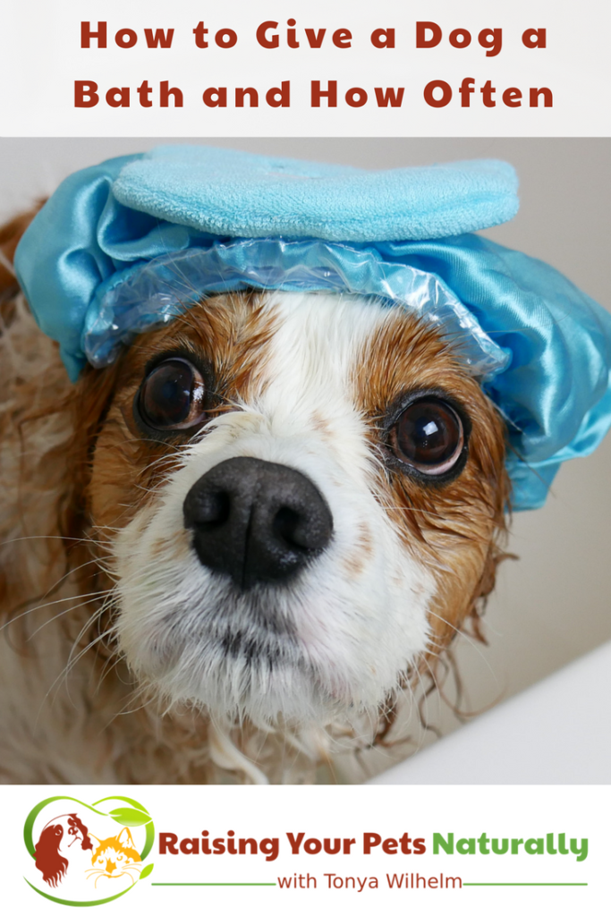 Learn How to Give a Dog a Bath and How Often Should You Give your Dog a Bath. #raisingyourpetsnaturally #doggrooming #dogbaths #bathingadog #dogshampoo #naturaldogshampoo #organicdogshampoo