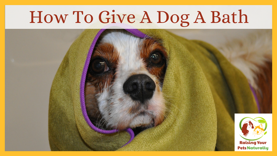 Learn how to give a dog a bath. How often should you give a dog a bath? Click to find out from the pros. #raisingyourpetsnaturally