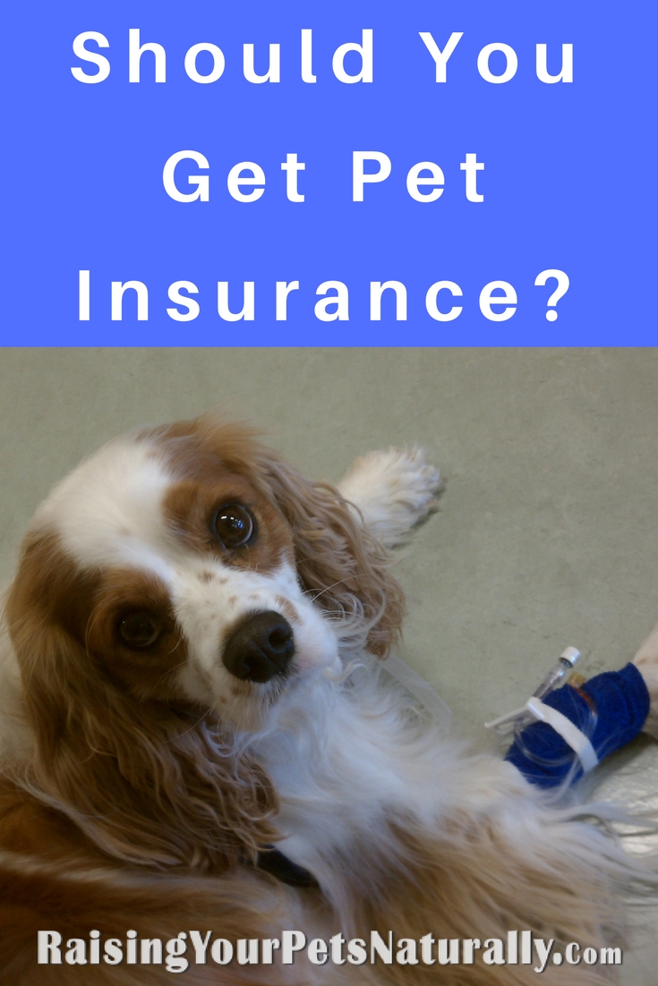 Pet Insurance, Dog Insurance, Cat Insurance | Is Pet Insurance Worth It?