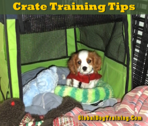 Crate Training Tips