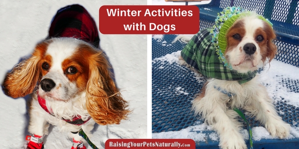 Outdoor fun with your dog: During winter, don’t miss those days that are actually sunny! Although the weather still may be cold, it feels great to get a little vitamin D from the sun. Keep safety in mind, but sunny days are a nice time to get outside with your dog. Below are a few games you might be able to play with your dog.