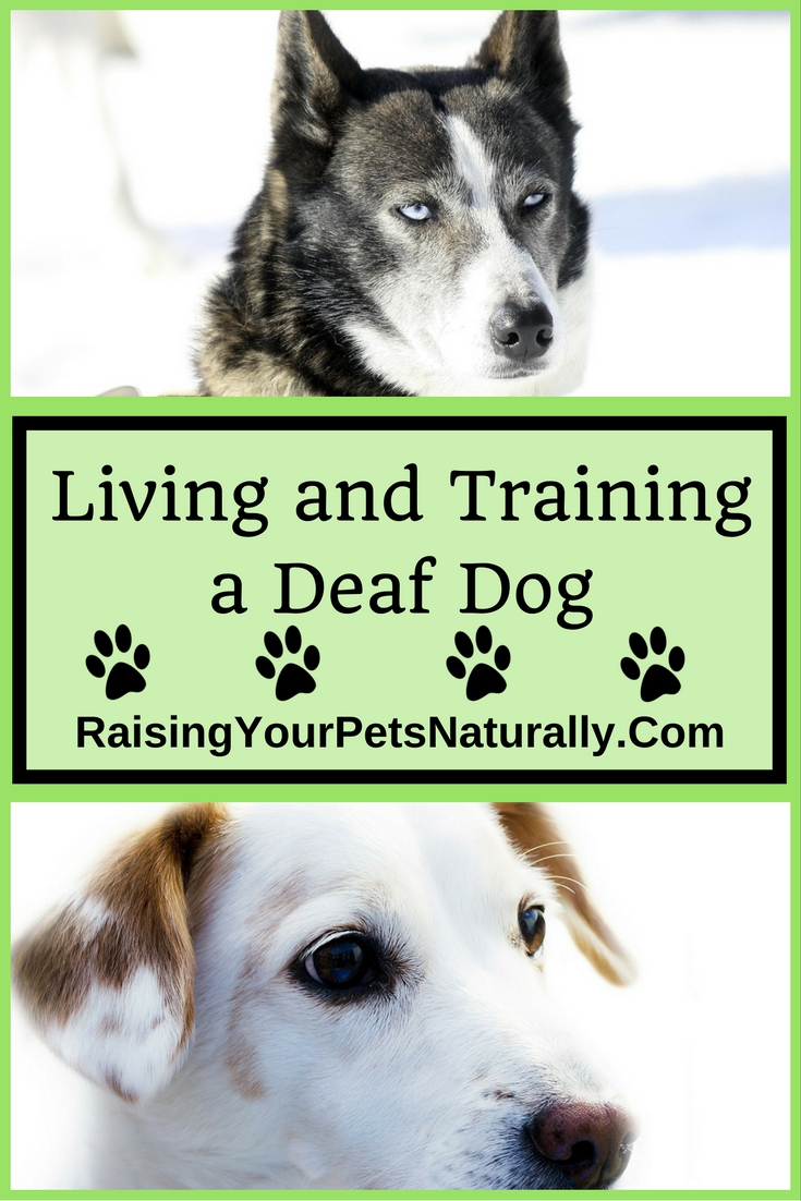 Deaf Dogs and How to Train a Deaf Dog. Training deaf dogs isn't as hard as you may think, #raisingyourpetsnaturally #deafdogs #deafdogsrock #deafodgtraining