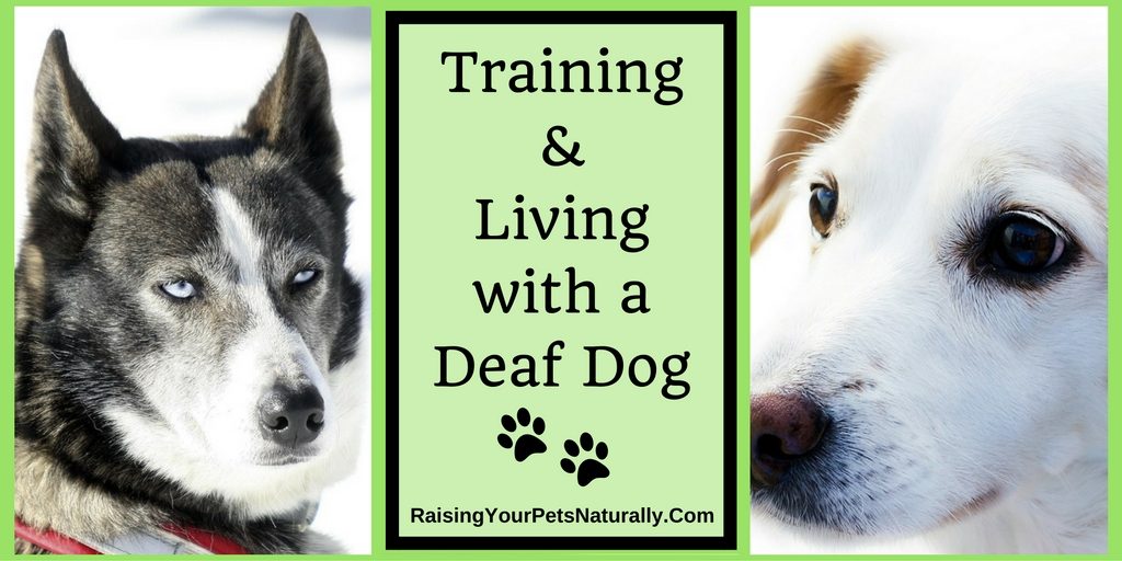 Learn how to live and train a deaf dog.