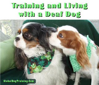 Training A Deaf Dogs