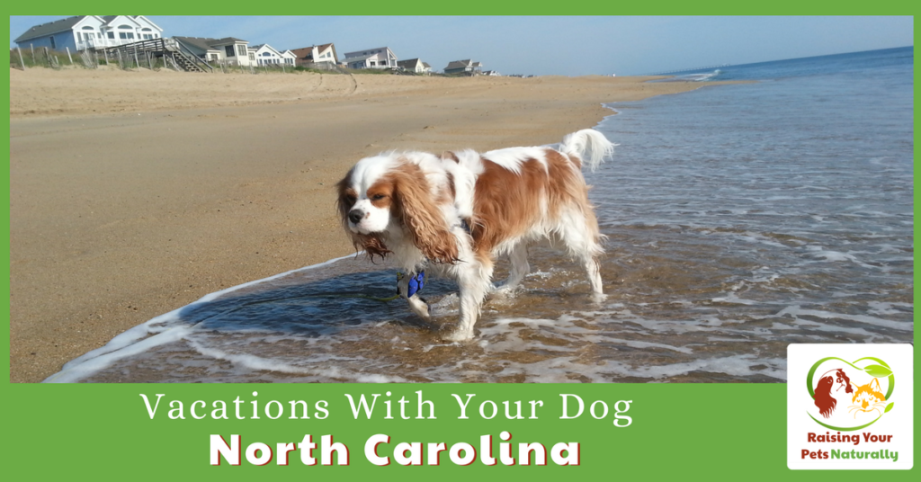 Dog-Friendly Vacations in North Carolina. If you are traveling with dogs, you won't want to miss these Dog-Friendly North Carolina attractions, hotels and destinations. #raisingyourpetsnaturally