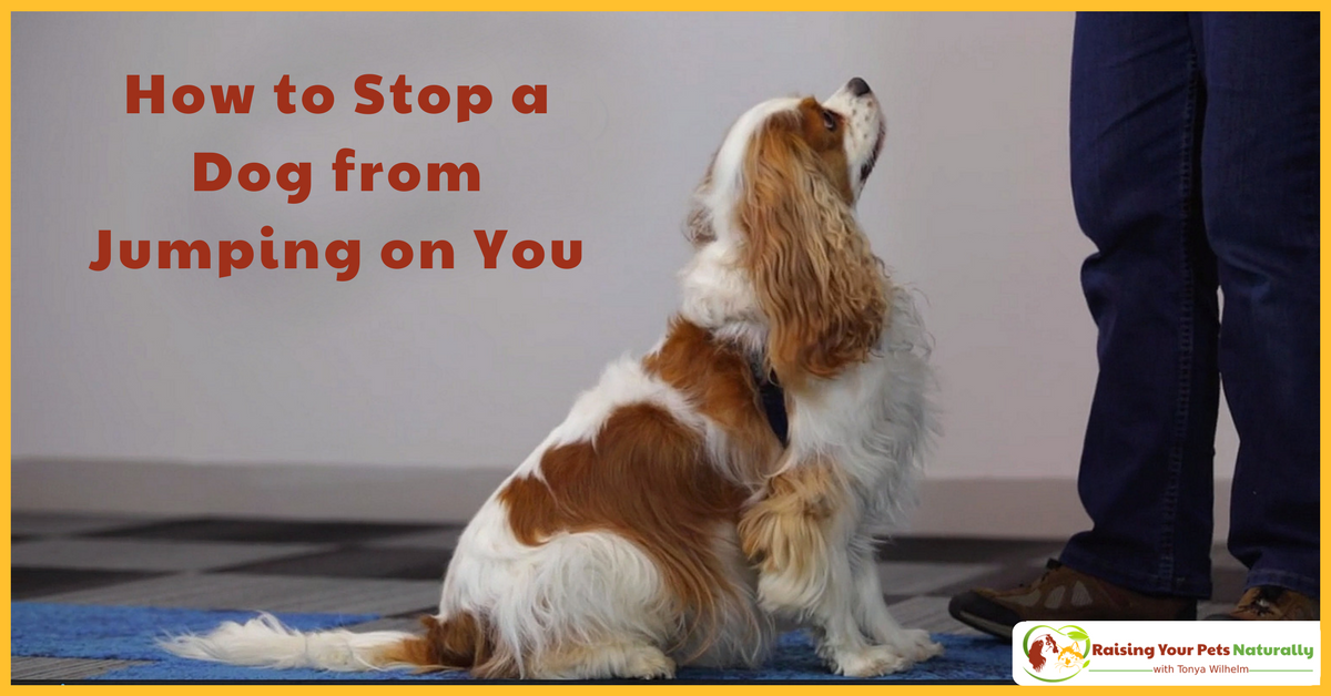 How to stop a dog from jumping on you. Step one, teach your dog a reliable sit behavior. Step two, teach your dog to read your mind. Learn How. #raisingyourpetsnaturally