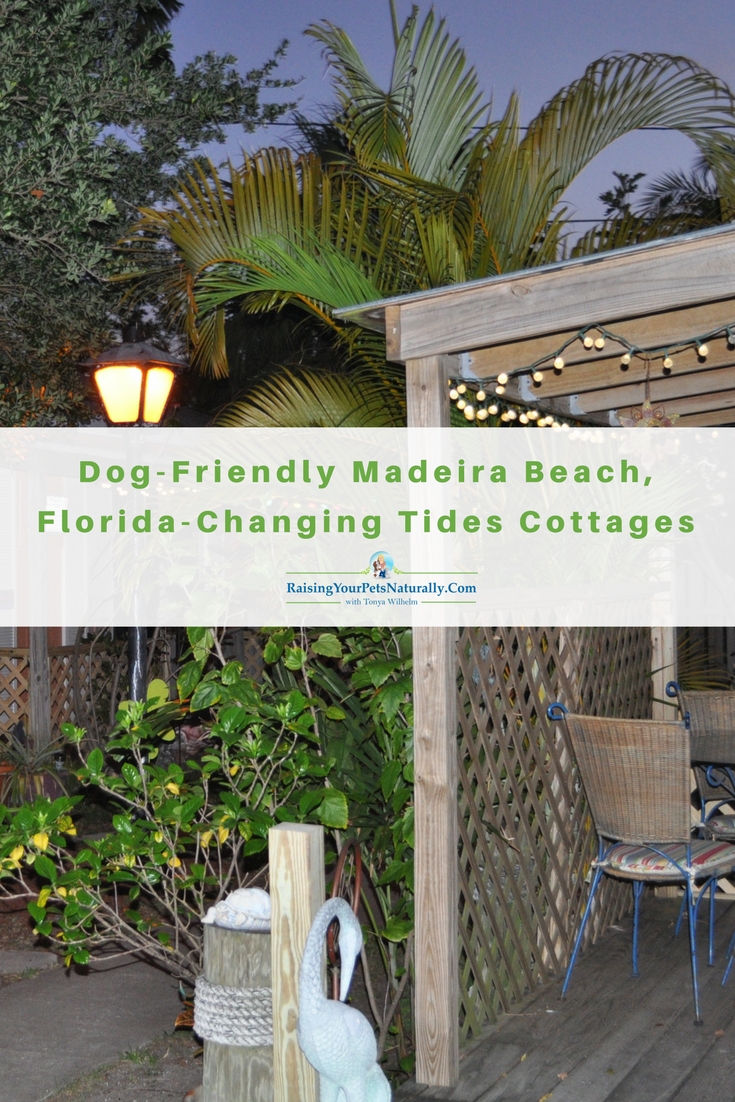 Dog-Friendly Madeira Beach, Florida-Changing Tides Cottages Review. We arrived at our destination, Changing Tides Cottages at Madeira Beach. We were welcomed by the friendly maintenance man, Mark, and his yellow lab Eli. Changing Tides is more than a dog-friendly cottage rental company, they cater to dogs and their families. This is definitely a retreat that Dexter and I can get behind.