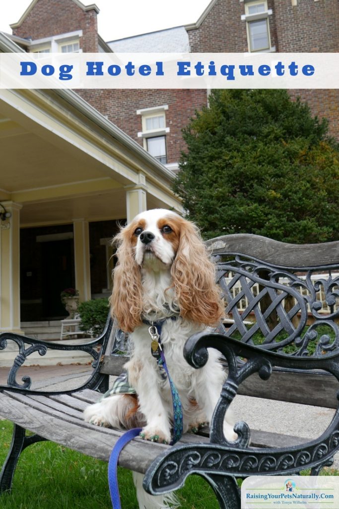 Traveling with dogs can be a blast. Finding a pet-friendly hotel is usually at the top of the list. Here are my top tips for dog hotel etiquette. #raisingyourpetsnaturally #dogfriendlyhotels #petfriendlyhotels #travelingwithdogs #vacationswithdogs