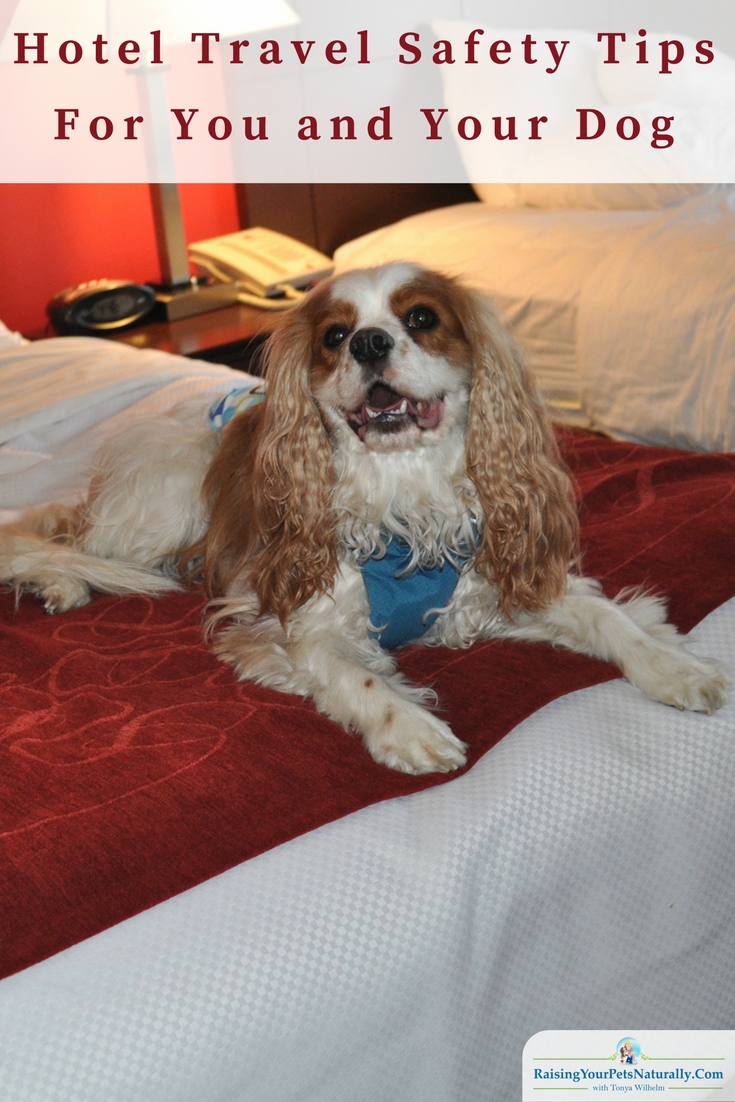 I’ve talked with people who are afraid to travel. Please don’t let these stories stop you from taking a vacation with your dog. Hotel safety for you and your dog. #raisingyourpetsnaturally #travelingwithdogs #travelingwithpets #dogfriendlyhotel #dogfriendly