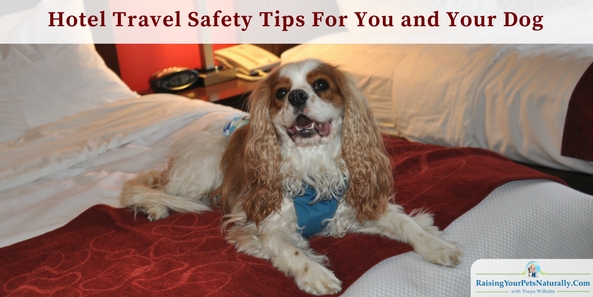 I’ve talked with people who are afraid to travel. Please don’t let these stories stop you from taking a vacation with your dog. Hotel safety for you and your dog. #raisingyourpetsnaturally