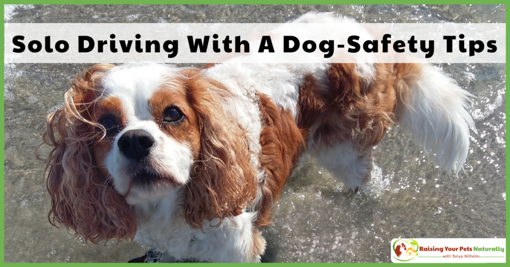 Being an independent female, I often hit the open road with Dexter The Dog and no other people. Here are some of my best travel safety tips. #raisingyourpetsnaturally