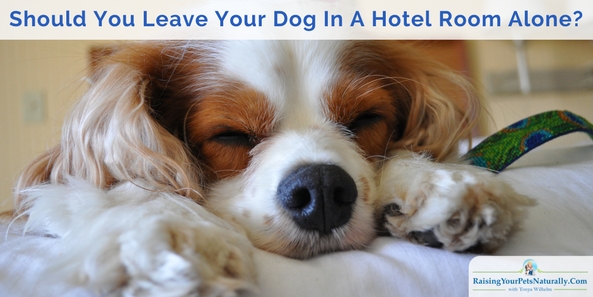 Dog-Friendly Vacations and Traveling with Dogs Travel Safety Tips Hotel Safety when Traveling with Dogs