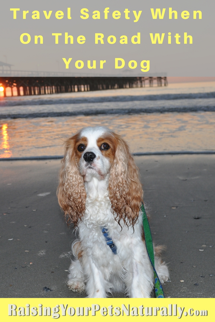 5 tips to make your dog-friendly vacation a fun and safe trip. Dog-friendly vacations and traveling with dogs can be great if you follow a few travel safety tips. #raisingyourpetsnaturally