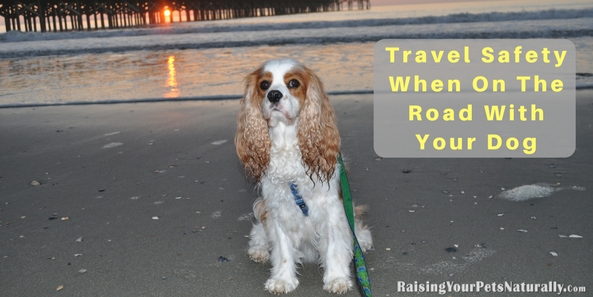 5 tips to make your dog-friendly vacation a fun and safe trip. Dog-friendly vacations and traveling with dogs can be great if you follow a few travel safety tips. #raisingyourpetsnaturally