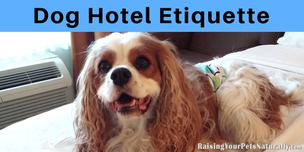 Traveling with dogs can be a blast. Finding a pet-friendly hotel is usually at the top of the list. Here are my top tips for dog hotel etiquette. #raisingyourpetsnaturally 
