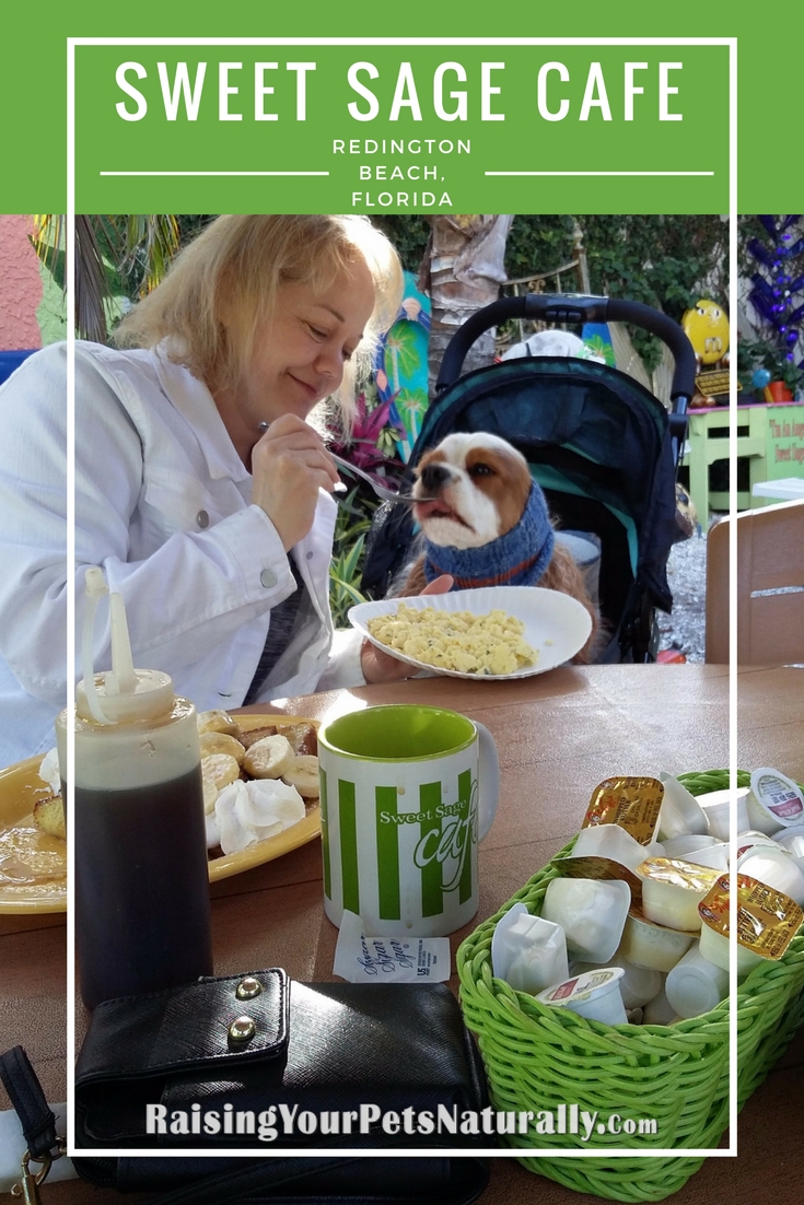 Dog-friendly vacations in Florida. Dog-friendly restaurants in North Redington Beach, Florida.  The Sweet Sage Care is an amazing dog-friendly cafe. #raisingyourpetsnaturally #dogfriendlycafes #dogfriendlytravel #dogfriendlyvacations