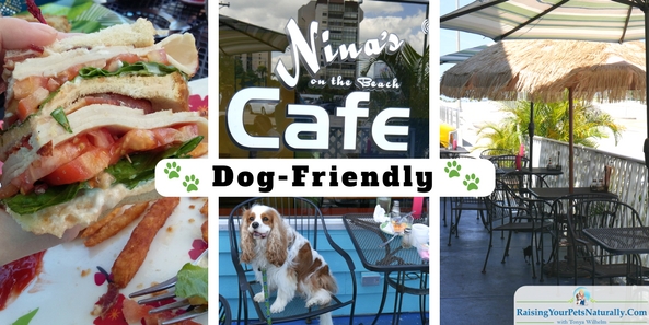 Dog-Friendly Restaurants in Florida: Nina's on the Beach Cafe Review-St. Pete Beach, Florida. During our dog-friendly Florida vacation, we had our share of great food, and Nina’s on the Beach Cafe in St. Pete was no exception. Nina’s Cafe is owned and operated by Laura and Jason Mattingly from Louisville, Kentucky. This dog-friendly restaurant has a relaxed, casual atmosphere, something I particularly enjoy. Vacationing with my dog Dexter means that Dexter and I eat at outdoor cafes and restaurants regularly. I actually love this, because we get to enjoy the outdoors.