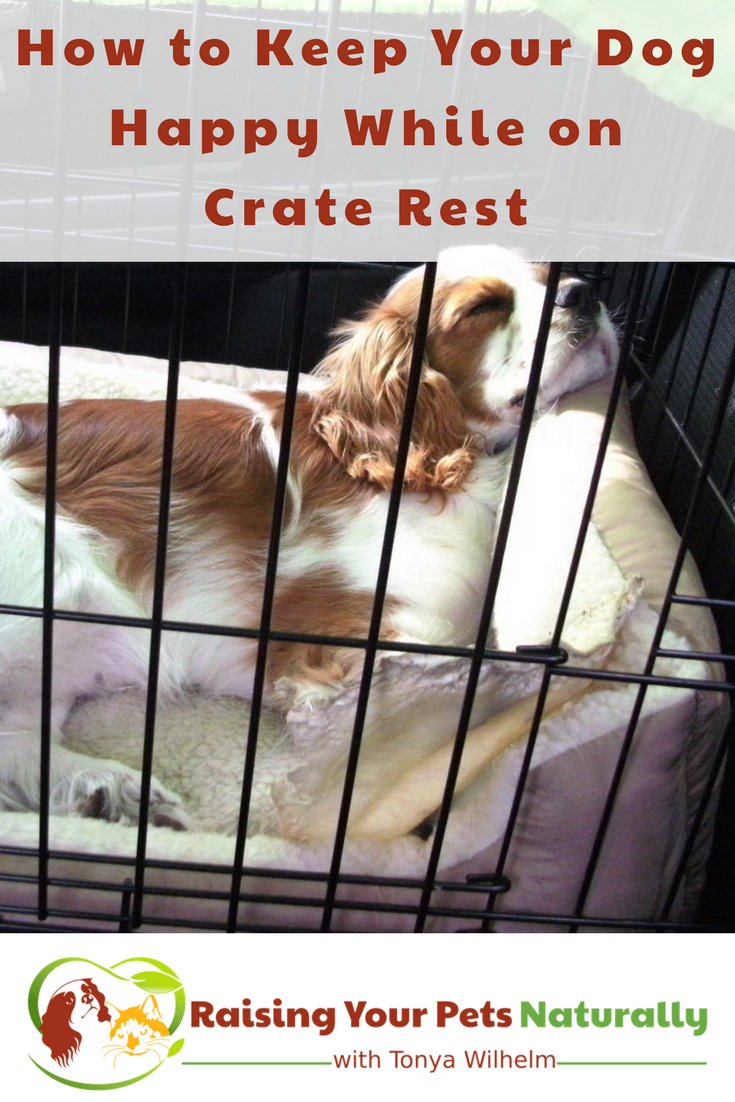 Learn how to keep your dog busy and entertained while he's on crate rest. Here are a few ideas to help you and your dog while on crate rest. #raisingyourpetsnaturally #dogcrate #crategames #craterest