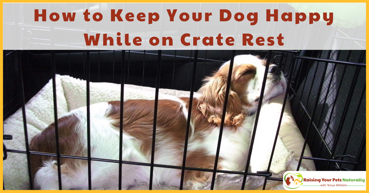 Learn how to keep your dog busy and entertained while he's on crate rest. Here are a few ideas to help you and your dog while on crate rest. #raisingyourpetsnaturally