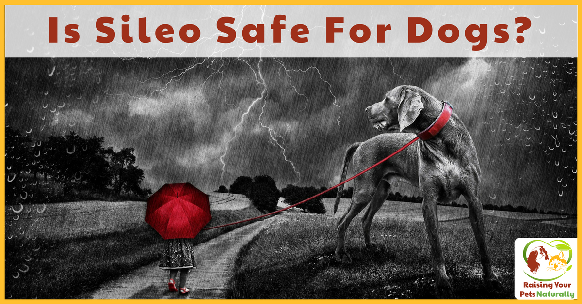 Do You Have a Dog Scared of Thunder? Dogs Scared of Storms May Have Been Scripted Sileo, But is Sileo Safe For Dogs? #raisingyourpetsnaturally 