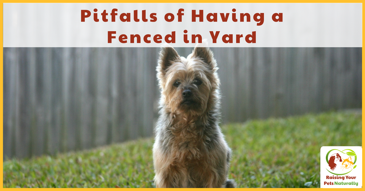 Pitfalls of having a fenced in yard for dogs. There are some precautions that a dog guardian should think about before unleashing their dog in their yard. #raisingyourpetsnaturally