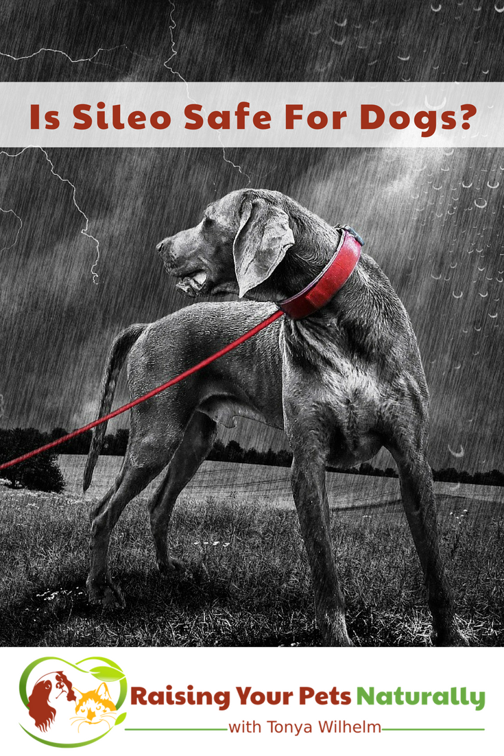 Do You Have a Dog Scared of Thunder? Dogs Scared of Storms May Have Been Scripted Sileo, But is Sileo Safe For Dogs? #raisingyourpetsnaturally