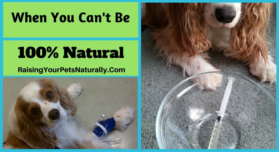 What Do You Do When Your Pet Needs Medications and You Can't be 100 Natural? Using pharmaceuticals on my pets is something I do my best to avoid. I always turn to natural therapies first, but unfortunately, that is not always possible. #raisingyourpetsnaturally