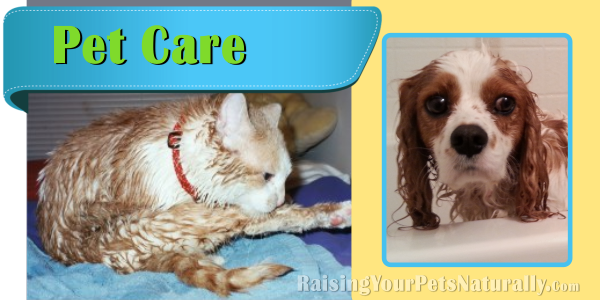 Natural and Holistic Dog Care, Cat Care and Pet Care. Healthy and natural pet care articles, videos and tips. #raisingyourpetsnaturally 